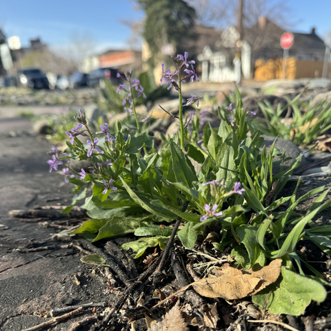 Edible Weeds Urban Plant Walk / March 30th