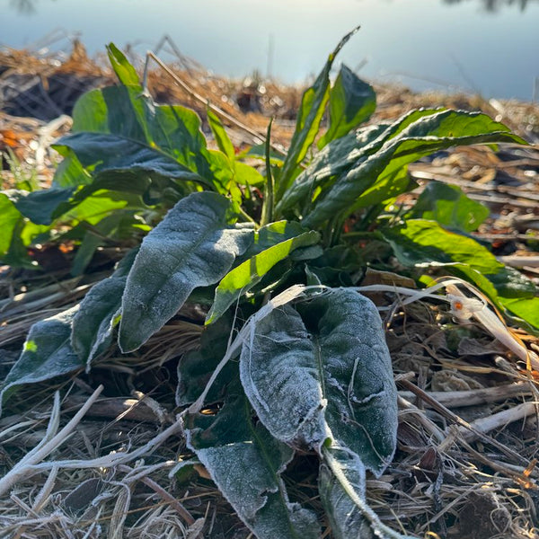 Medicinal Weeds Walk @ Three Leaf Farm / April 13th