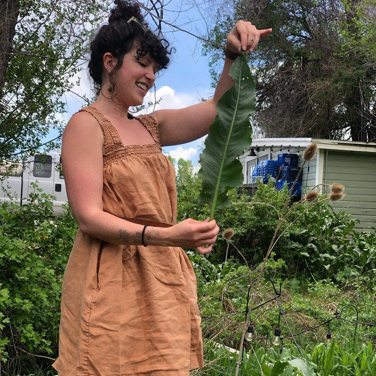 Medicinal Weeds Walk @ Three Leaf Farm / April 13th