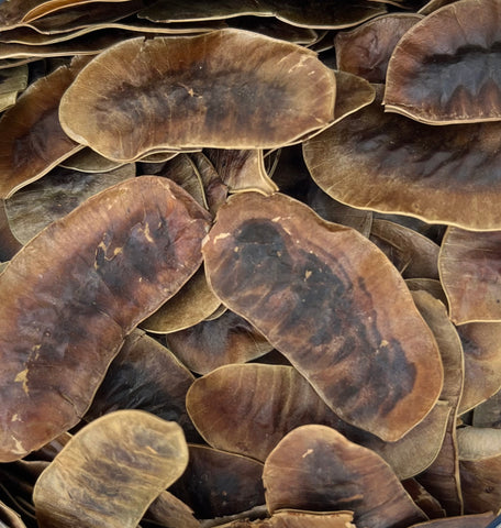 Senna Pods