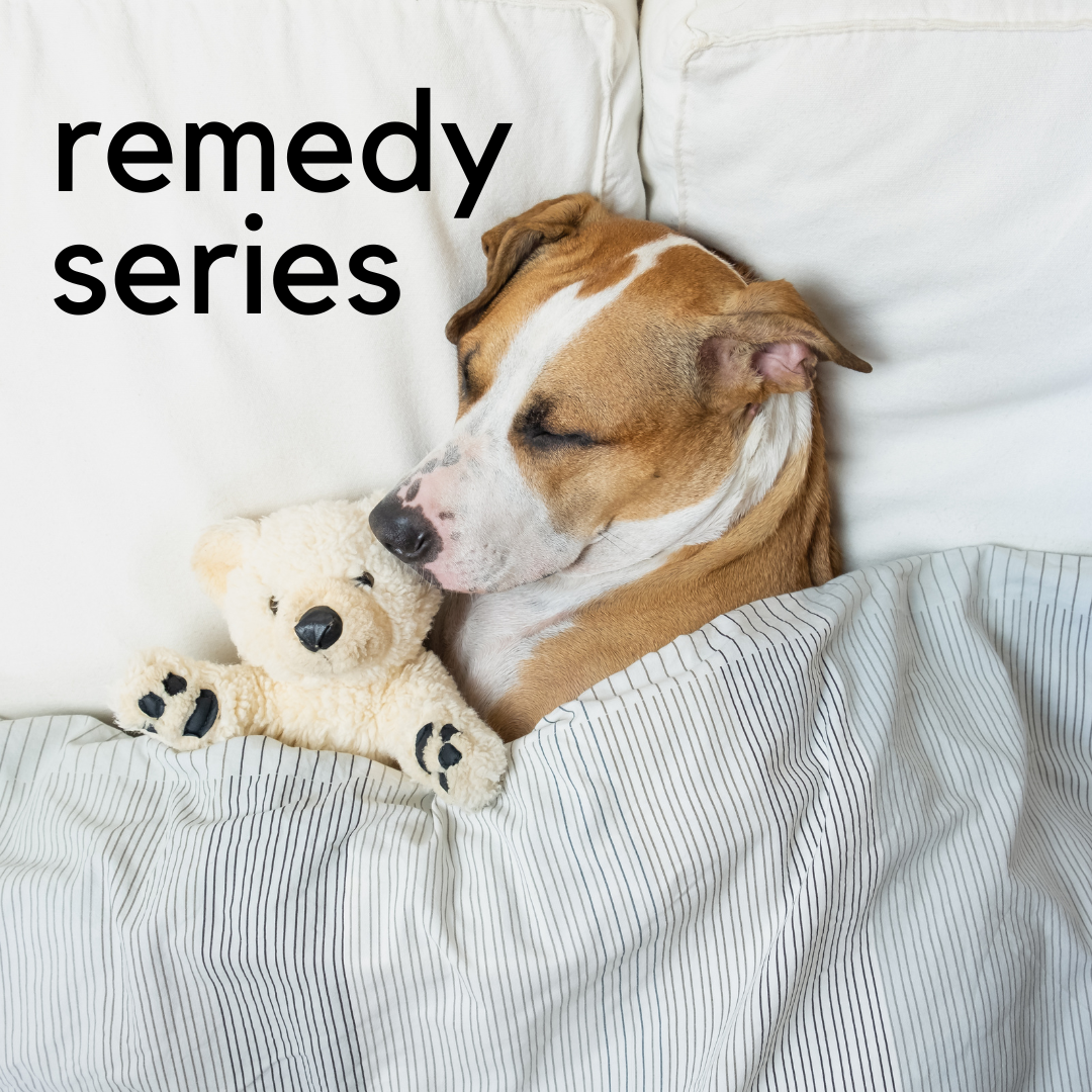 Remedy Series: Herbs for Sleep / November 6th