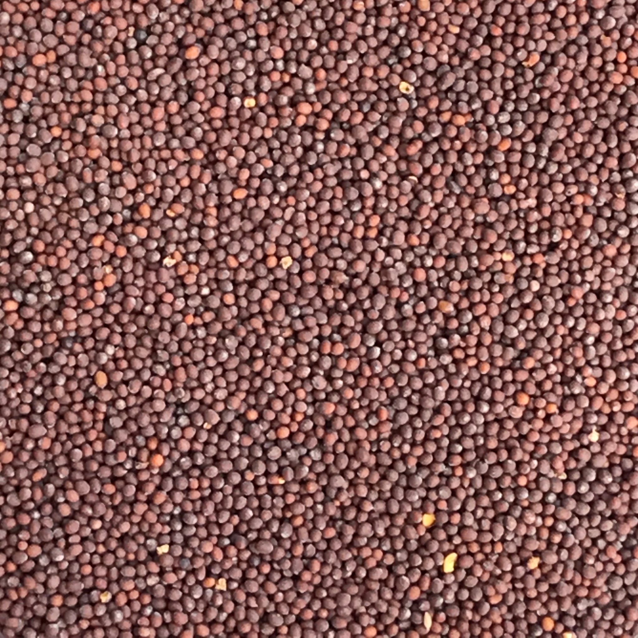 Mustard Seed (Brown)