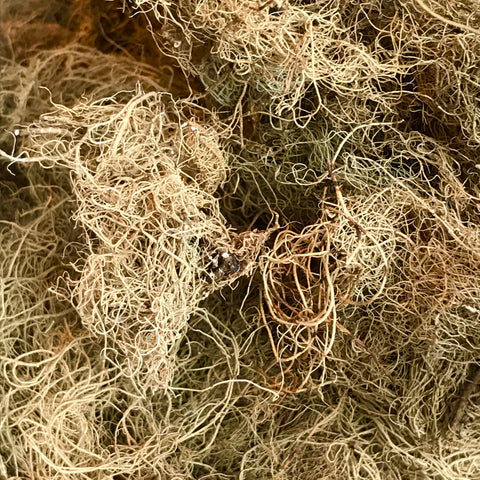 Usnea Lichen