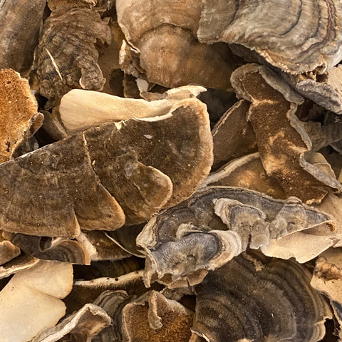 Turkey Tail Mushrooms