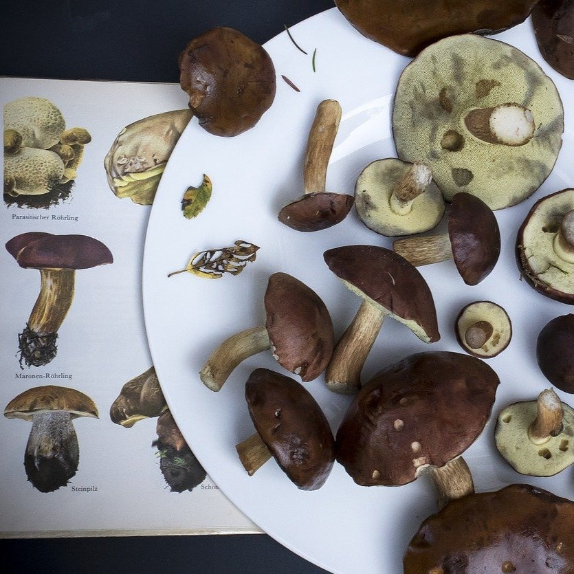 Medicinal Mushrooms / October 1st